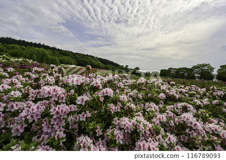 Daijoji Kyuryo Park where azaleas are in full bloom Daijoji Kyuryo Park where azaleas are in full bloom 116789093