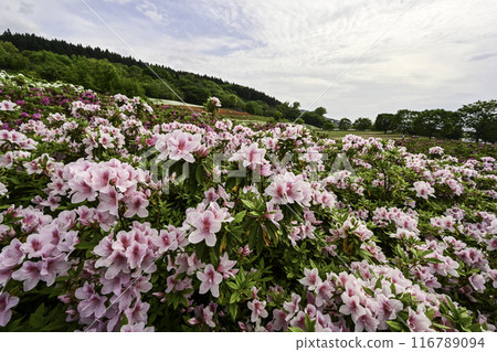 Daijoji Kyuryo Park where azaleas are in full bloom Daijoji Kyuryo Park where azaleas are in full bloom 116789094