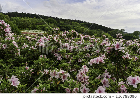 Daijoji Kyuryo Park where azaleas are in full bloom 116789096