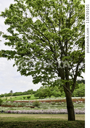 Daijoji Kyuryo Park where azaleas are in full bloom Daijoji Kyuryo Park where azaleas are in full bloom 116789101