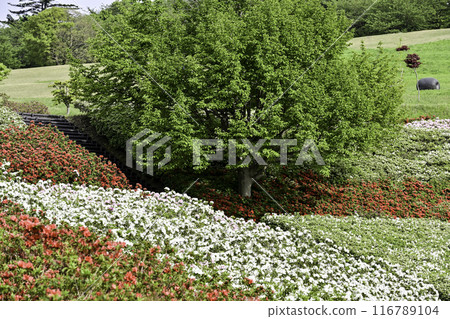 Daijoji Kyuryo Park where azaleas are in full bloom 116789104