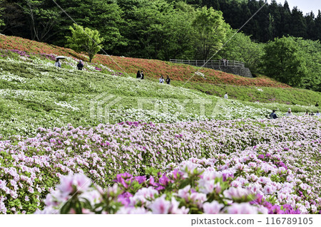 Daijoji Kyuryo Park where azaleas are in full bloom Daijoji Kyuryo Park where azaleas are in full bloom 116789105