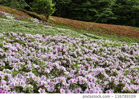 Daijoji Kyuryo Park where azaleas are in full bloom 116789109
