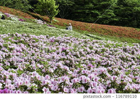 Daijoji Kyuryo Park where azaleas are in full bloom Daijoji Kyuryo Park where azaleas are in full bloom 116789110
