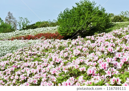 杜鵑花盛開的大乘寺九靈公園 杜鵑花盛開的大乘寺九靈公園 116789111