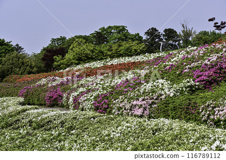 Daijoji Kyuryo Park where azaleas are in full bloom Daijoji Kyuryo Park where azaleas are in full bloom 116789112