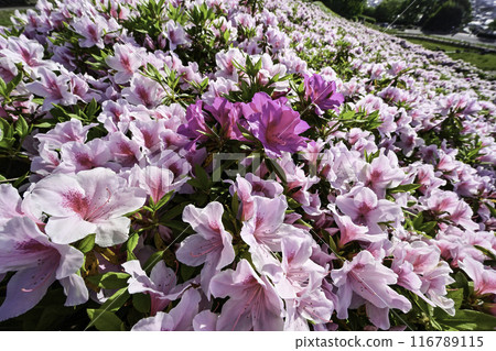 Daijoji Kyuryo Park where azaleas are in full bloom Daijoji Kyuryo Park where azaleas are in full bloom 116789115
