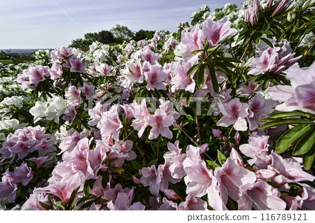 Daijoji Kyuryo Park where azaleas are in full bloom 116789121