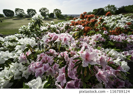 Daijoji Kyuryo Park where azaleas are in full bloom Daijoji Kyuryo Park where azaleas are in full bloom 116789124