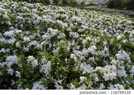 Daijoji Kyuryo Park where azaleas are in full bloom Daijoji Kyuryo Park where azaleas are in full bloom 116789136