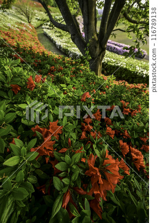 Daijoji Kyuryo Park where azaleas are in full bloom Daijoji Kyuryo Park where azaleas are in full bloom 116789138