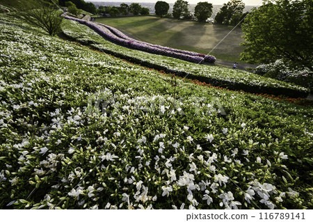 Daijoji Kyuryo Park where azaleas are in full bloom 116789141