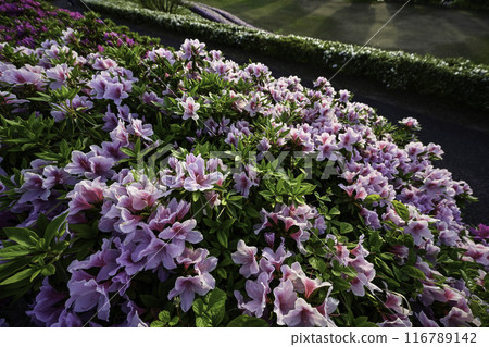 Daijoji Kyuryo Park where azaleas are in full bloom Daijoji Kyuryo Park where azaleas are in full bloom 116789142
