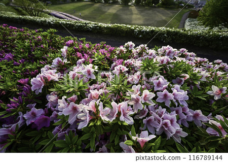 Daijoji Kyuryo Park where azaleas are in full bloom 116789144