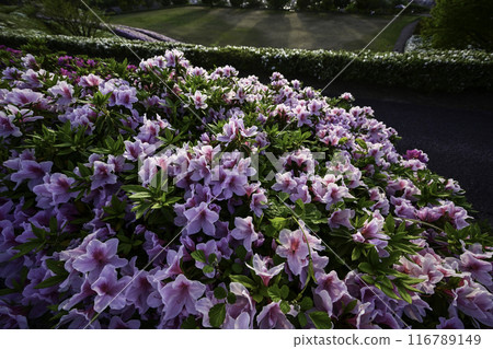 Daijoji Kyuryo Park where azaleas are in full bloom Daijoji Kyuryo Park where azaleas are in full bloom 116789149