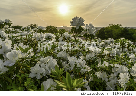 Daijoji Kyuryo Park where azaleas are in full bloom 116789152