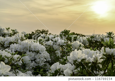 杜鵑花盛開的大乘寺九靈公園 杜鵑花盛開的大乘寺九靈公園 116789154