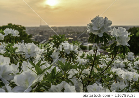 Daijoji Kyuryo Park where azaleas are in full bloom Daijoji Kyuryo Park where azaleas are in full bloom 116789155