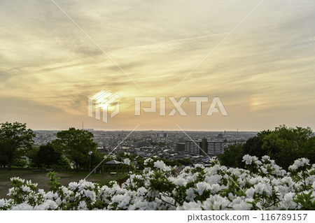 杜鵑花盛開的大乘寺九靈公園 杜鵑花盛開的大乘寺九靈公園 116789157
