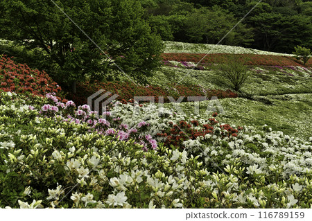 Daijoji Kyuryo Park where azaleas are in full bloom 116789159