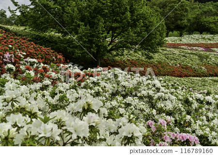 Daijoji Kyuryo Park where azaleas are in full bloom 116789160