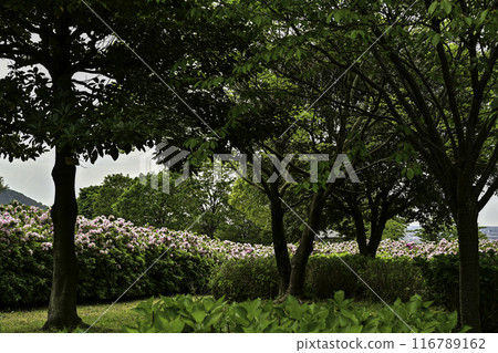 Daijoji Kyuryo Park where azaleas are in full bloom Daijoji Kyuryo Park where azaleas are in full bloom 116789162