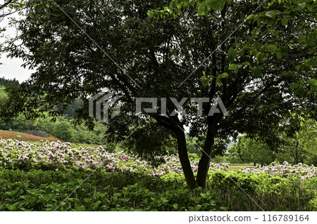 杜鵑花盛開的大乘寺九靈公園 杜鵑花盛開的大乘寺九靈公園 116789164