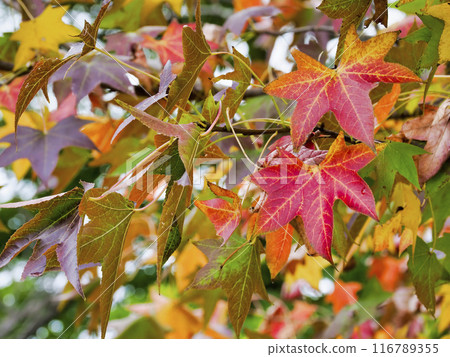 紅葉 紅葉 116789355