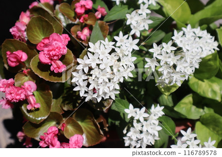五角花與秋海棠混植 116789578