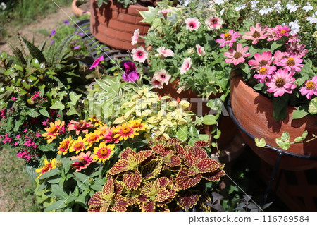 Flowers blooming in the garden Flowers blooming in the garden 116789584