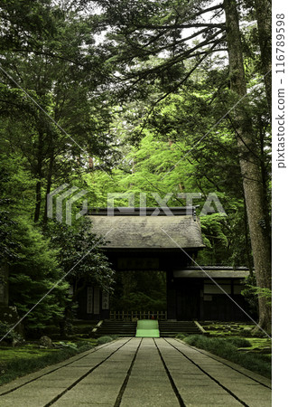Fresh greenery at Daijoji Temple 116789598