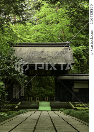 Fresh greenery at Daijoji Temple 116789599