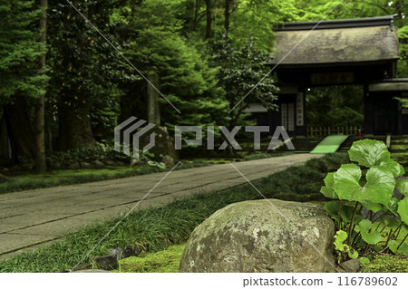 Fresh greenery at Daijoji Temple Fresh greenery at Daijoji Temple 116789602