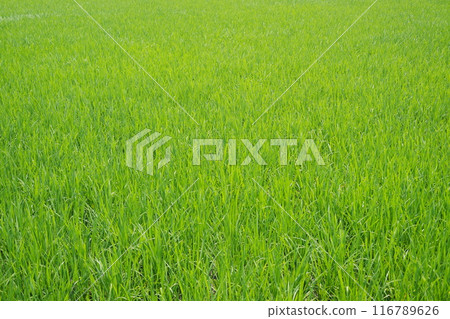 rice field in the morning rice field in the morning 116789626