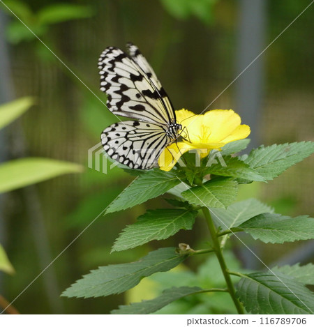 馬達拉蝴蝶 116789706
