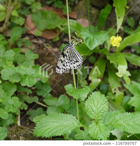 馬達拉蝴蝶 116789707