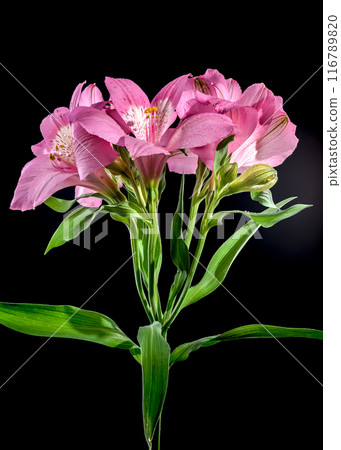 Blooming pink Alstroemeria on a black background 116789820