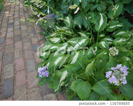 A beautiful summer garden with hostas and hydrangeas 116789885