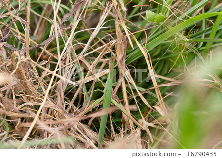 蚱蜢隱藏術 蚱蜢隱藏術 116790435