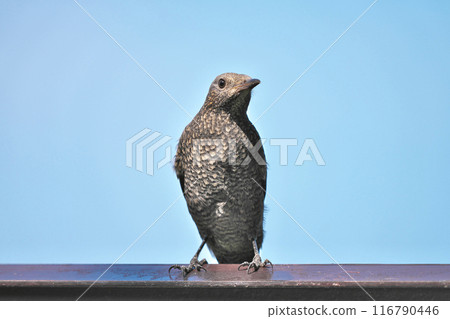 Sea bulbul Sea bulbul 116790446