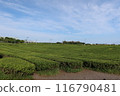 Green tea field at Jeju Osullok Tea Museum 116790481