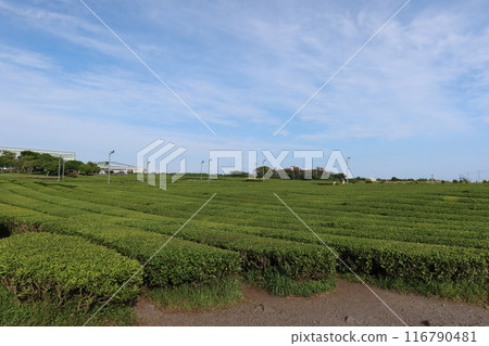 Green tea field at Jeju Osullok Tea Museum 116790481