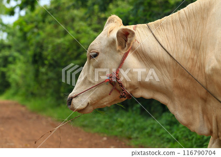 White Cows grazing on a green meadow in the countryside of Thailand 116790704