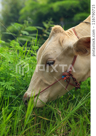 White Cows grazing on a green meadow in the countryside of Thailand White Cows grazing on a green meadow in the countryside of Thailand 116790715