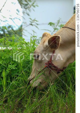 White Cows grazing on a green meadow in the countryside of Thailand 116790716