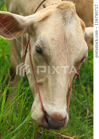 White Cows grazing on a green meadow in the countryside of Thailand 116790717