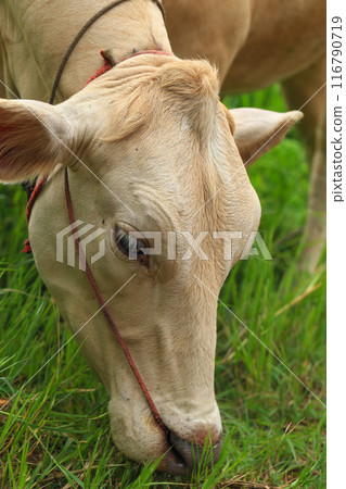 White Cows grazing on a green meadow in the countryside of Thailand 116790719