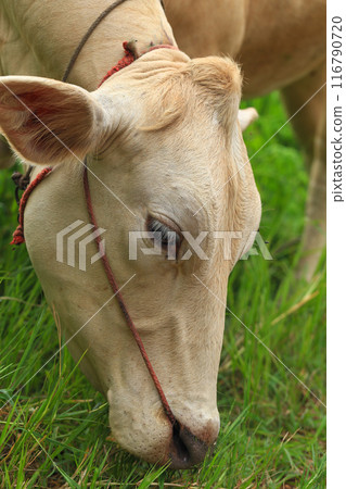 White Cows grazing on a green meadow in the countryside of Thailand 116790720