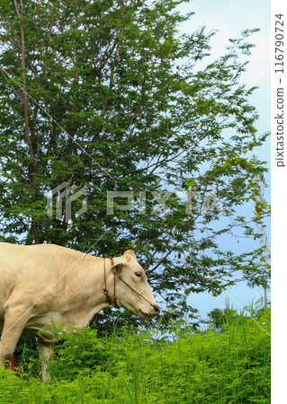 White Cows grazing on a green meadow in the countryside of Thailand White Cows grazing on a green meadow in the countryside of Thailand 116790724