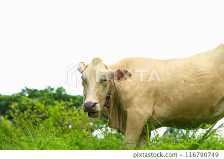 White Cows grazing on a green meadow in the countryside of Thailand White Cows grazing on a green meadow in the countryside of Thailand 116790749